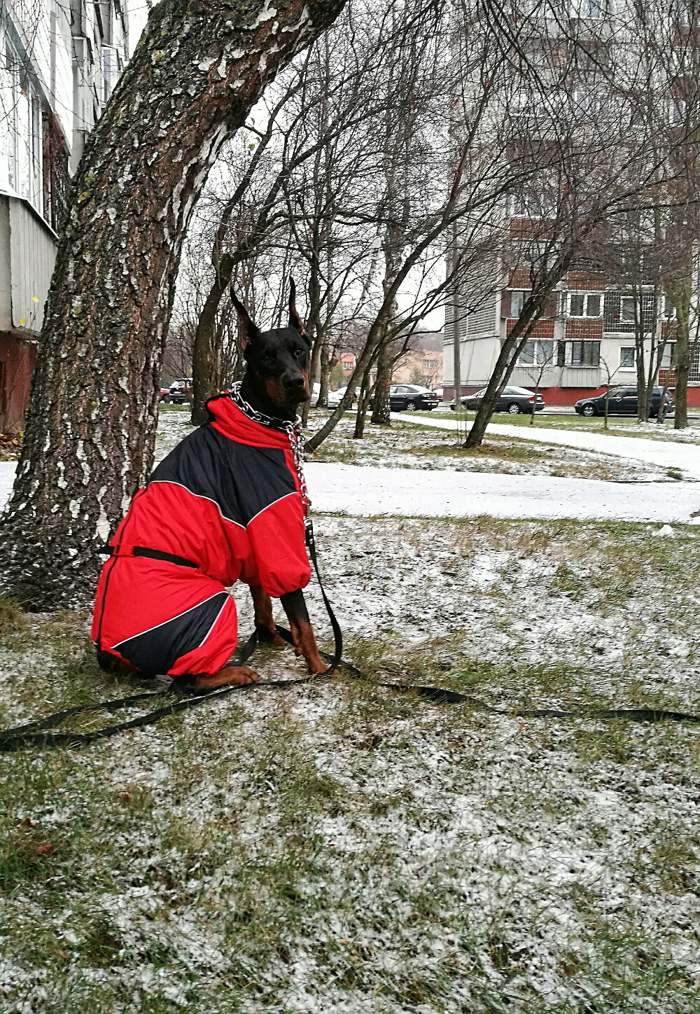 Aramis apģērbs suņiem. Ziemas suņu kombinezons-mētelis ar atstarotājiem, XL_product_product_product_product_product_product_pr Aramis apģērbs suņiem. Ziemas suņu kombinezons-mētelis ar atstarotājiem, M